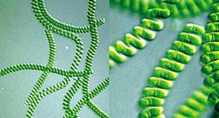 用好螺旋藻,提高抗病能力、減皺、潤膚,延緩衰老!