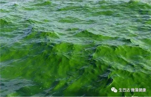 品牌事丨螺旋藻 小球藻原料優質供應商 生巴達的健康夢