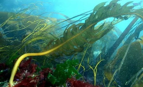 紫菜以上,海帶未滿