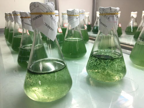 藍鉆生物螺旋藻生意的敗落