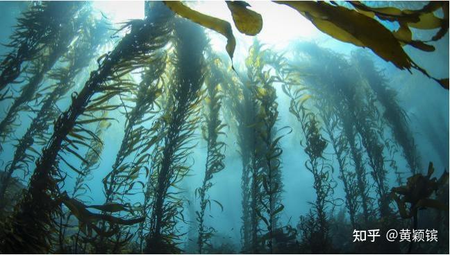 海洋的饋贈 探秘榮成特產天然螺旋藻的健康魅力